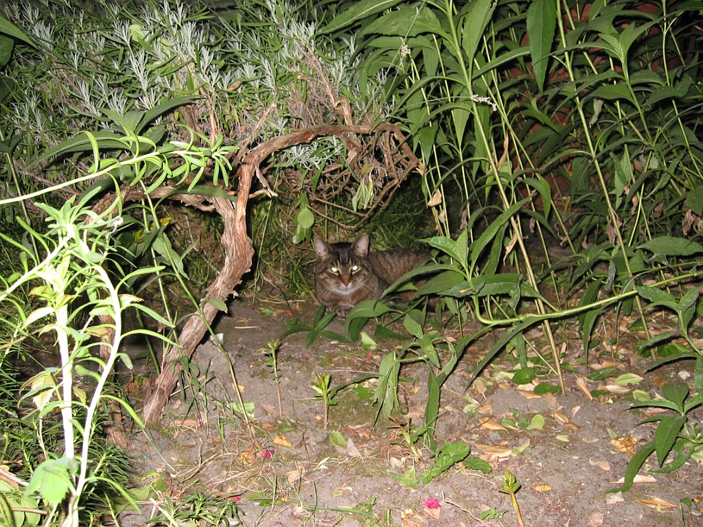 Canicule - Micky dans le jardin 1.jpg